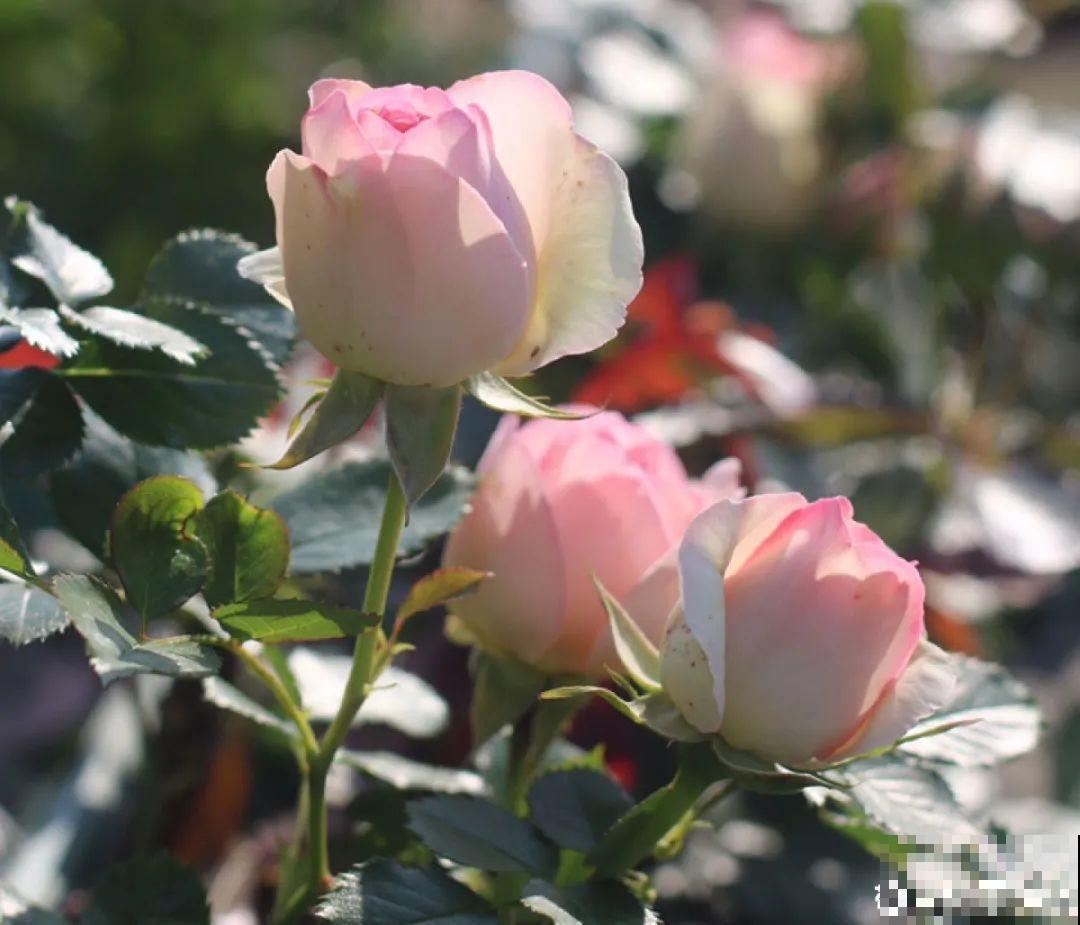 美人般的花,花开瞬间美到窒息,谁见都夸 美人般的花,花开瞬间美到窒息,谁见都夸