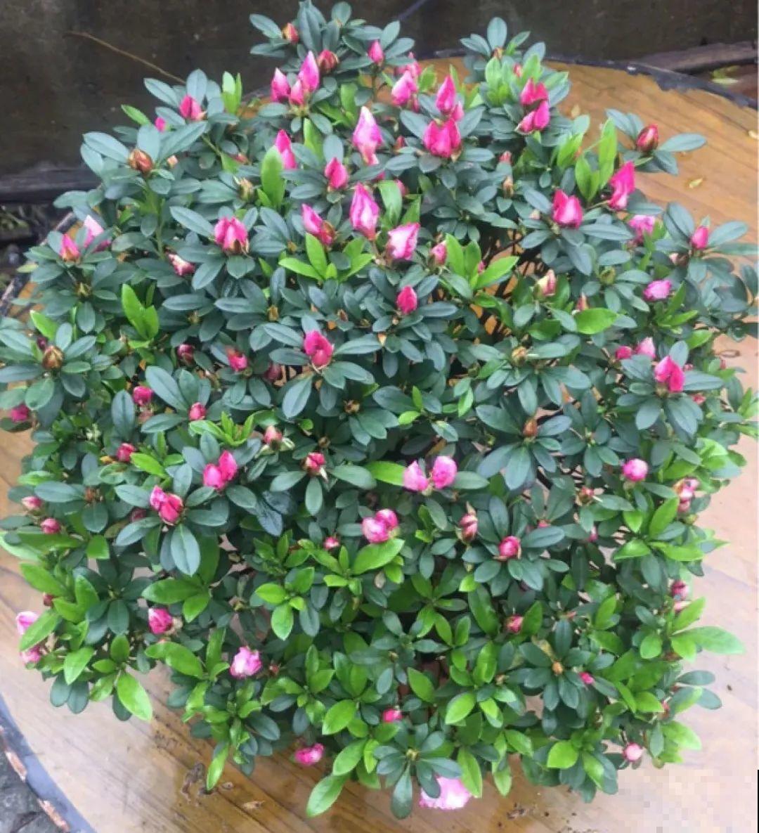 公认的难养花，买一盆死一盆，原来是被动了手脚…