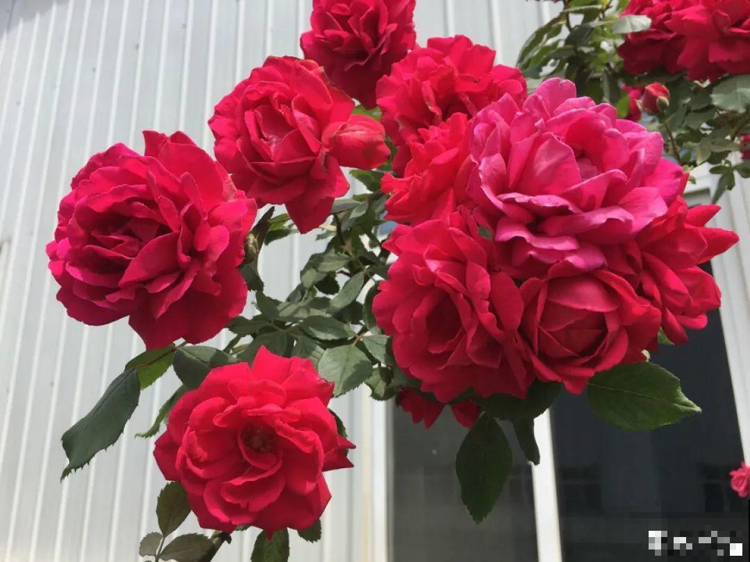 有院子的话，要种一整面花墙，呼呼开爆