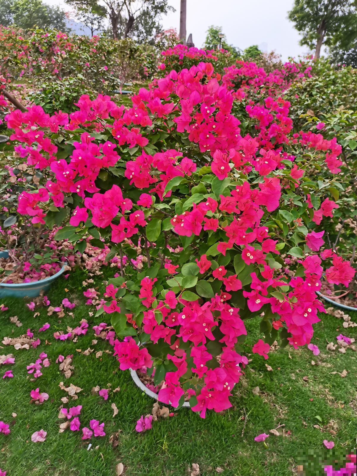 4种花一旦入了品种坑,钱包一天比一天薄,根本出不了坑 4种花一旦入了品种坑,钱包一天比一天薄,根本出不了坑