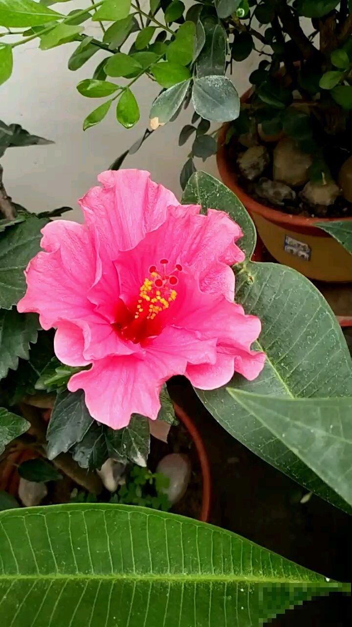 养花记住“两多”,养开花没问题,新手也能养爆盆 养花记住“两多”,养开花没问题,新手也能养爆盆