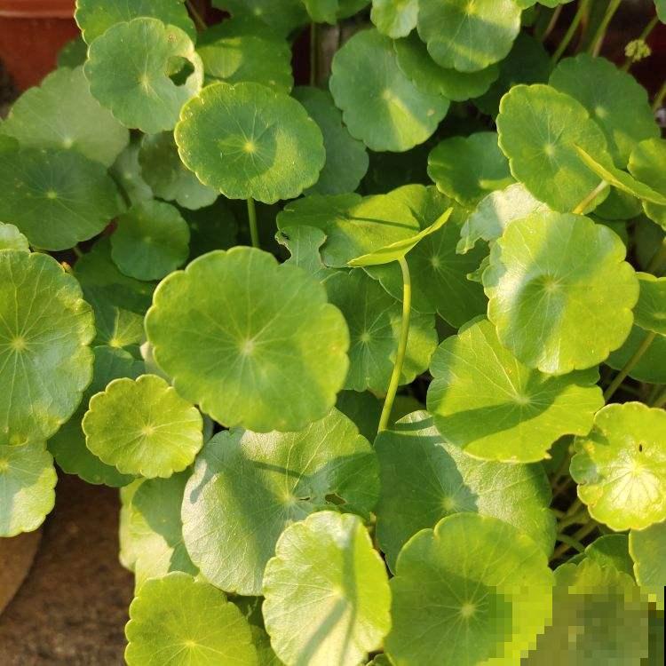 养花换个方法,直接插水里养, 干净长得快 养花换个方法,直接插水里养, 干净长得快