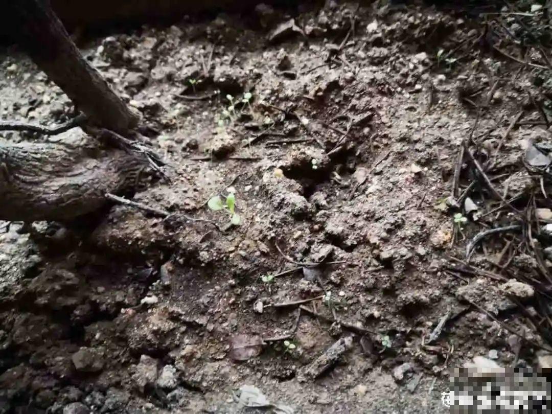春天最佳繁殖季，扦插播种分株压条，成活率特高