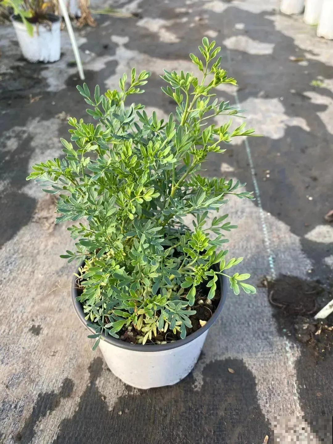 家里养盆“驱虫花”，蚊虫全被吓跑了，夜夜睡的香！