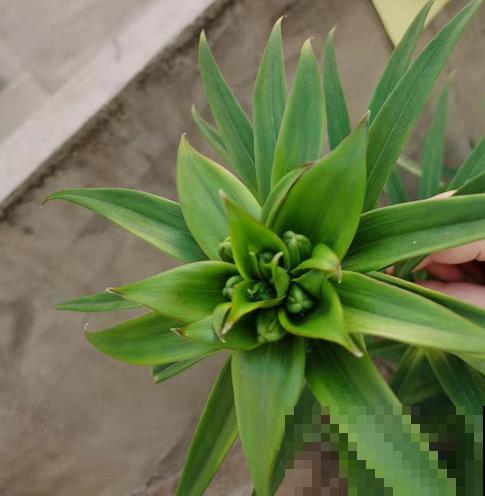 辛辛苦苦养的花，让人偷着剪光了，真的太生气