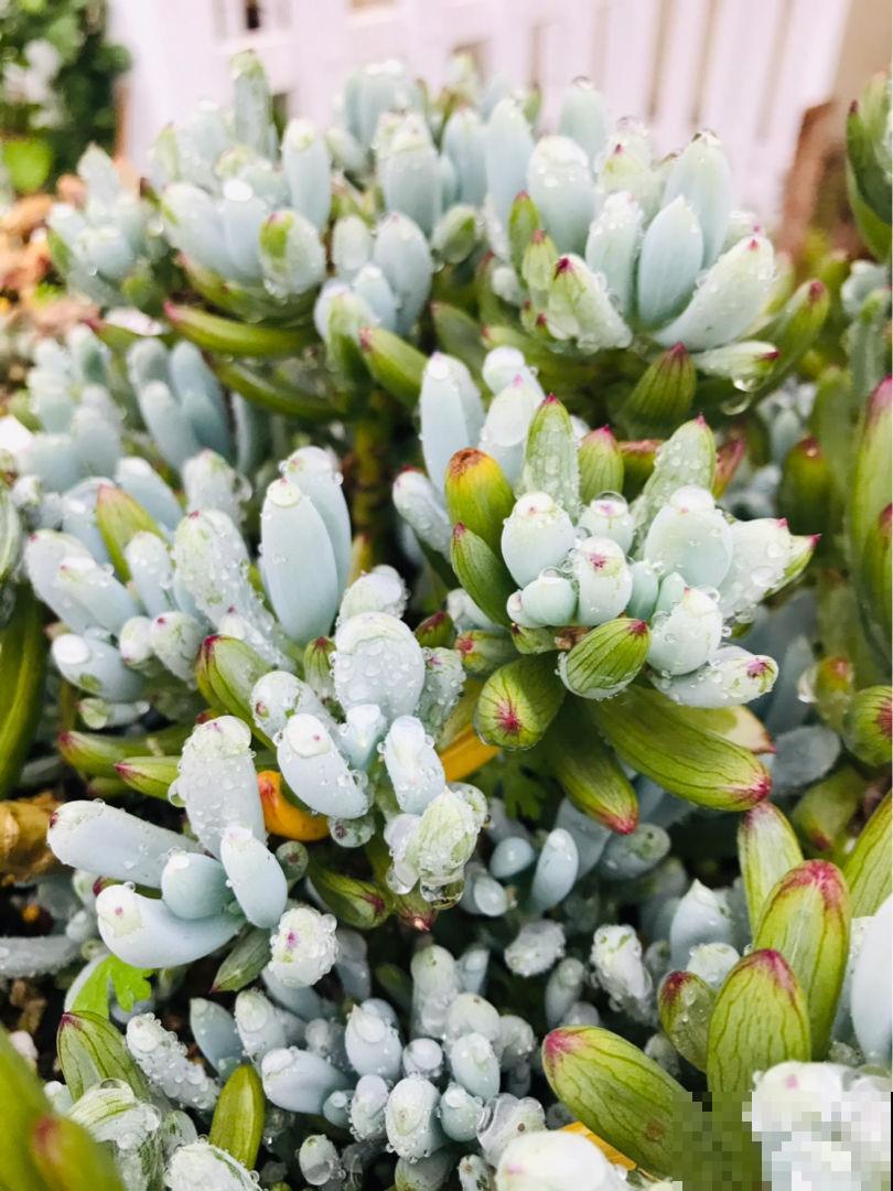 新手养多肉，打好基础是关键，5个要点要记住