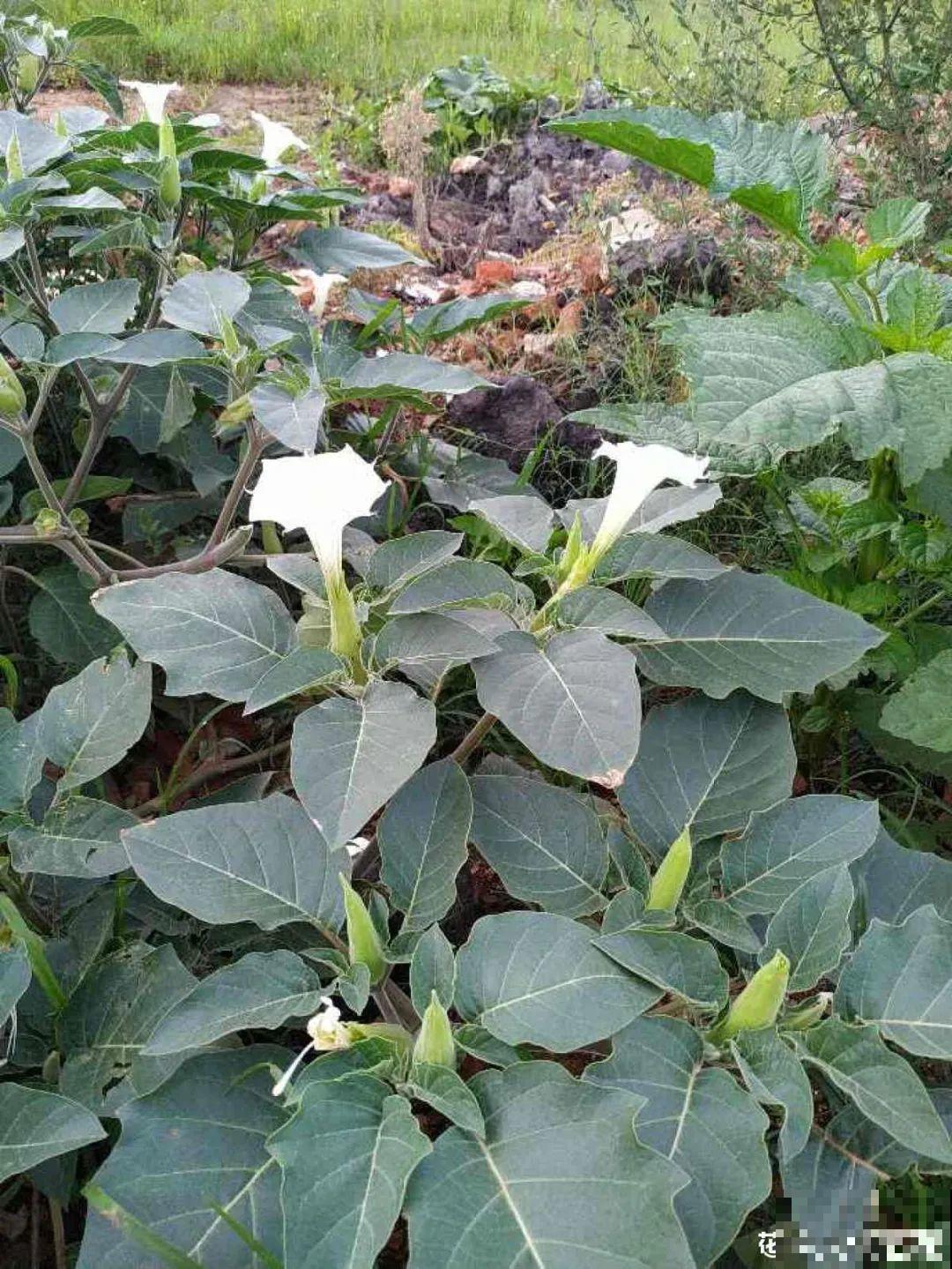 入侵植物太可怕，周围的草全被缠死，谨慎养护