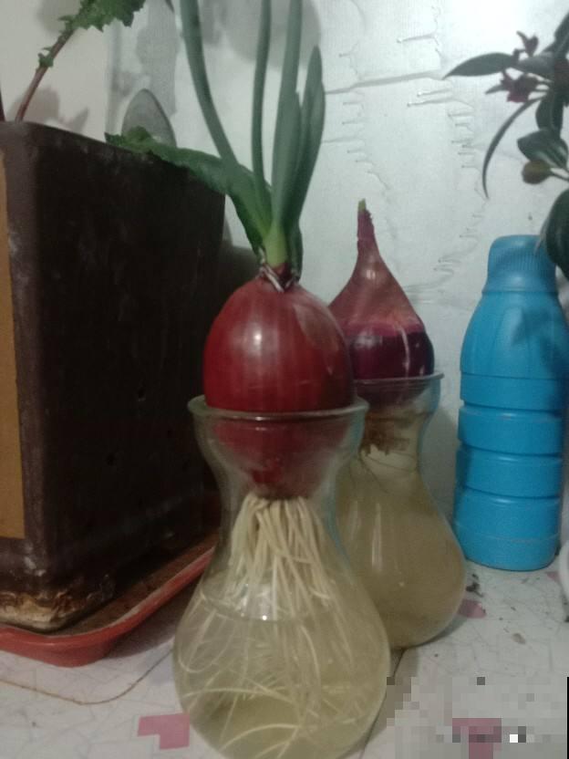 家里这些水不要随便倒掉，用来养花有奇效，废物利用花还长得旺！