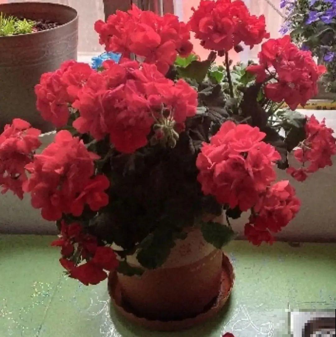 天热了,8种花要休眠,要少浇水 天热了,8种花要休眠,要少浇水