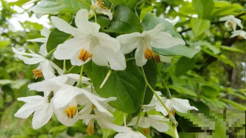 中国独有的树，开花满树白雪，结果像个“小秤锤”，见过的人太少