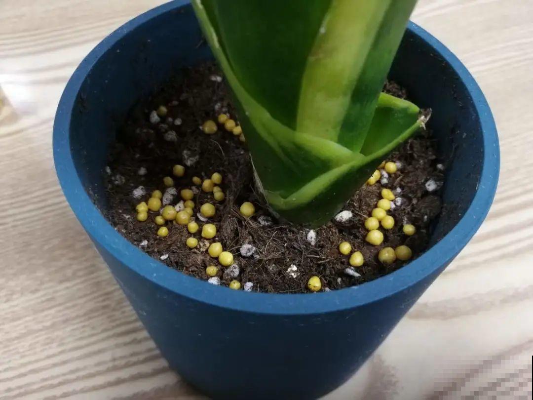 春天肥料要用对，根据植株种类施，效果更好