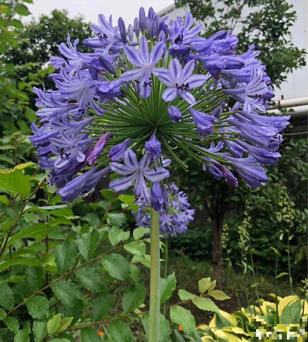 家里养盆“大脸”花，开花巨无霸，看着就喜庆