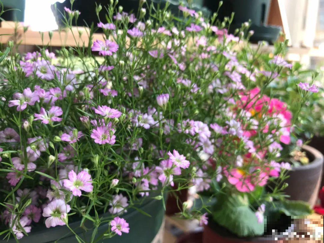 小花盆里养花,选对品种很重要,也能开花爆盆 小花盆里养花,选对品种很重要,也能开花爆盆