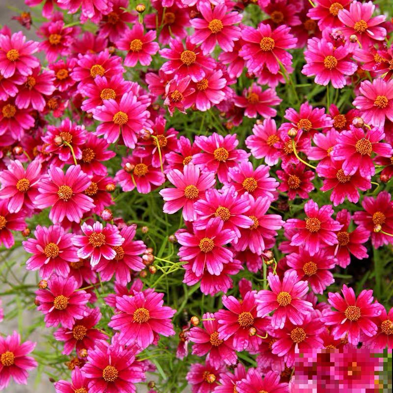 8种花一开就泛滥,个个爆成大花球,一年能开4、5次! 8种花一开就泛滥,个个爆成大花球,一年能开4、5次!