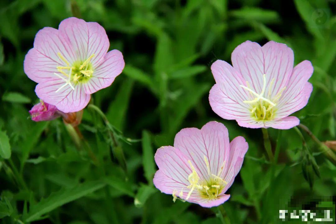 家里养盆“省心”花,自己开花自己结种,不用再买花种了 家里养盆“省心”花,自己开花自己结种,不用再买花种了