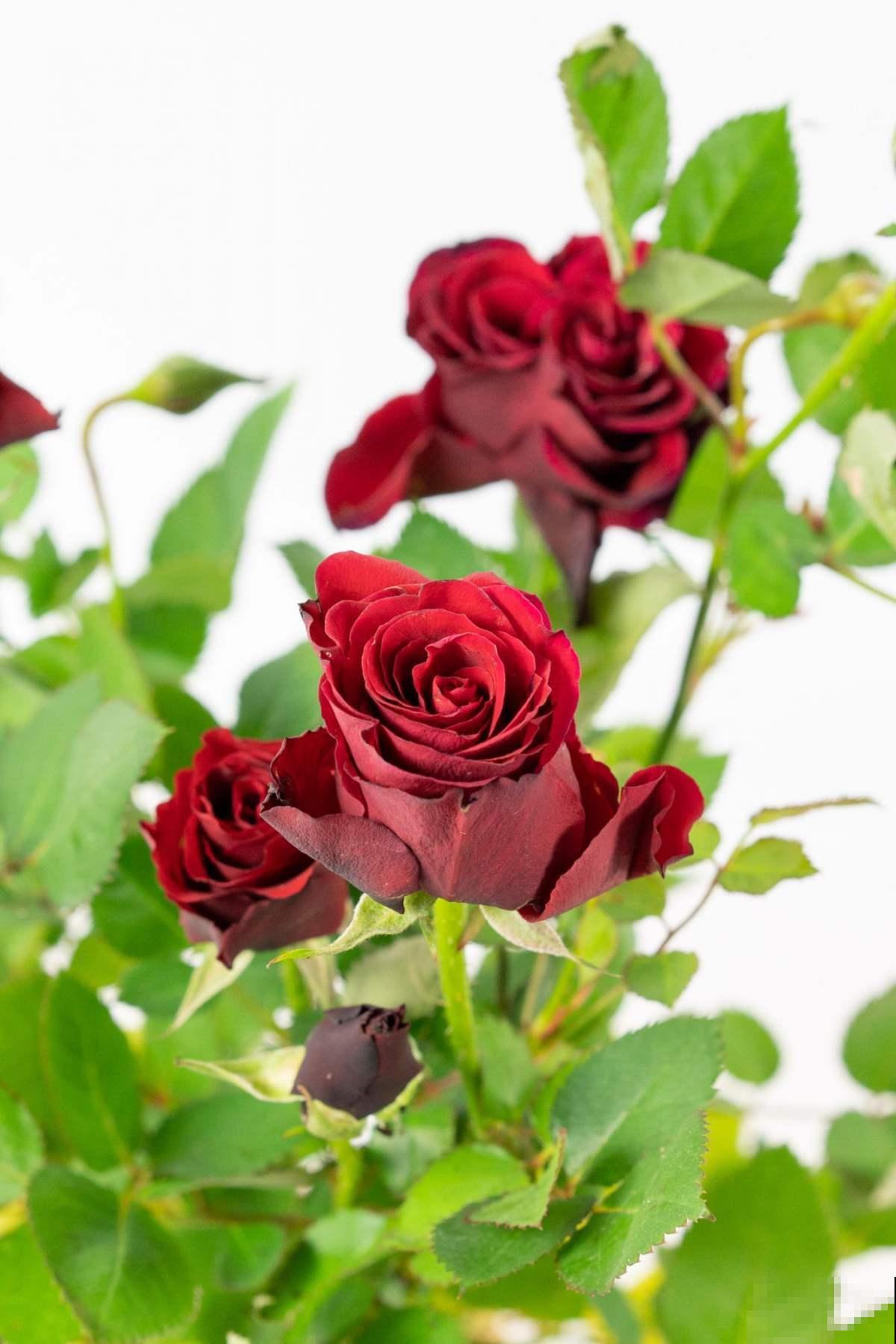 在家里想每天看花,养这5种,花期长,一年四季只顾着开花! 在家里想每天看花,养这5种,花期长,一年四季只顾着开花!