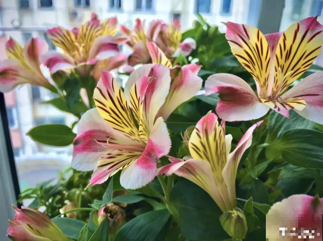 六出花特耐旱，浇水少也能疯长，开花比杜鹃还美