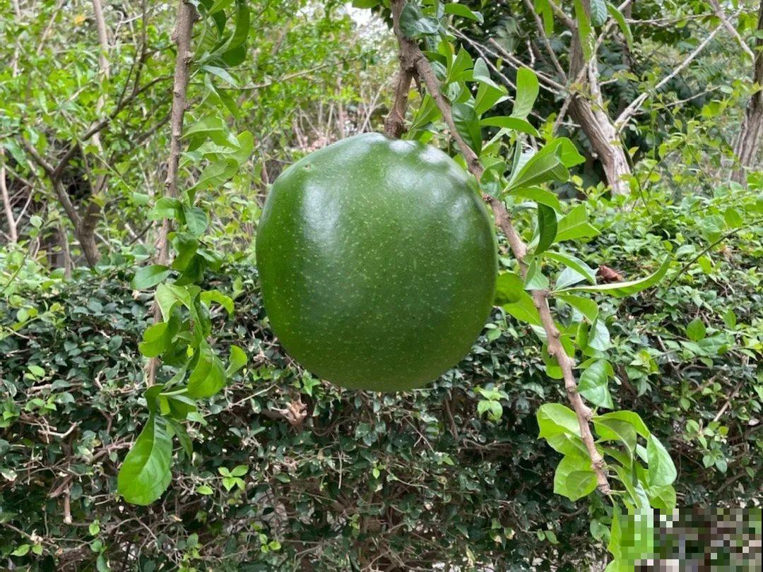 医院大门口,一男子竟被一片叶子砸晕,这叶子可真够大的 医院大门口,一男子竟被一片叶子砸晕,这叶子可真够大的