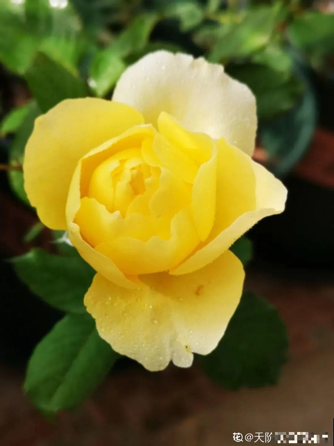 在家养盆“爆花战斗机”，只需要一盆，能开上百天不歇气！