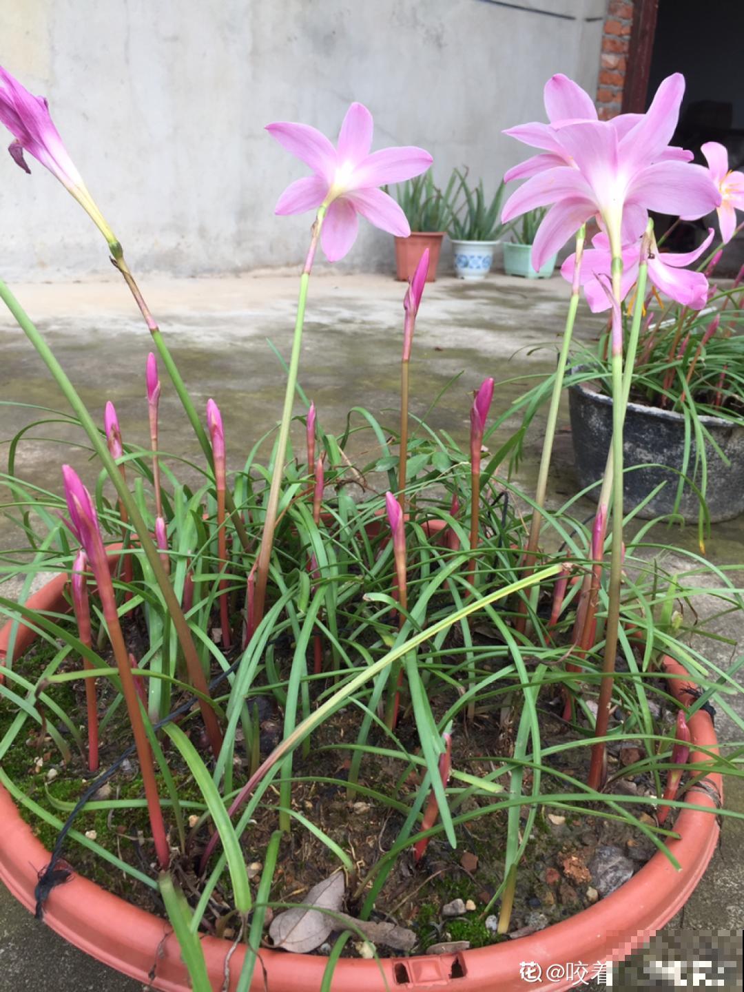 风雨兰太皮实,暴晒淋大雨,反而疯狂开花 风雨兰太皮实,暴晒淋大雨,反而疯狂开花