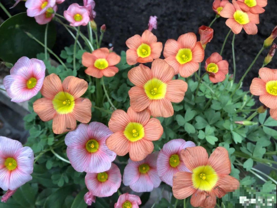 5月出门,收下这份百花图谱,啥花都能叫上名! 5月出门,收下这份百花图谱,啥花都能叫上名!