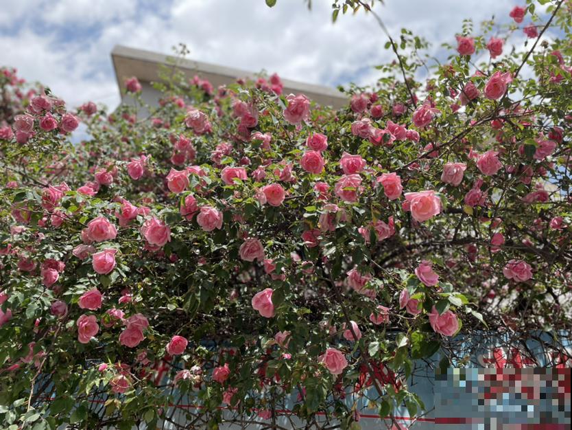 12种植物代表12个月,你出生在几月,你的幸运花就是它 12种植物代表12个月,你出生在几月,你的幸运花就是它