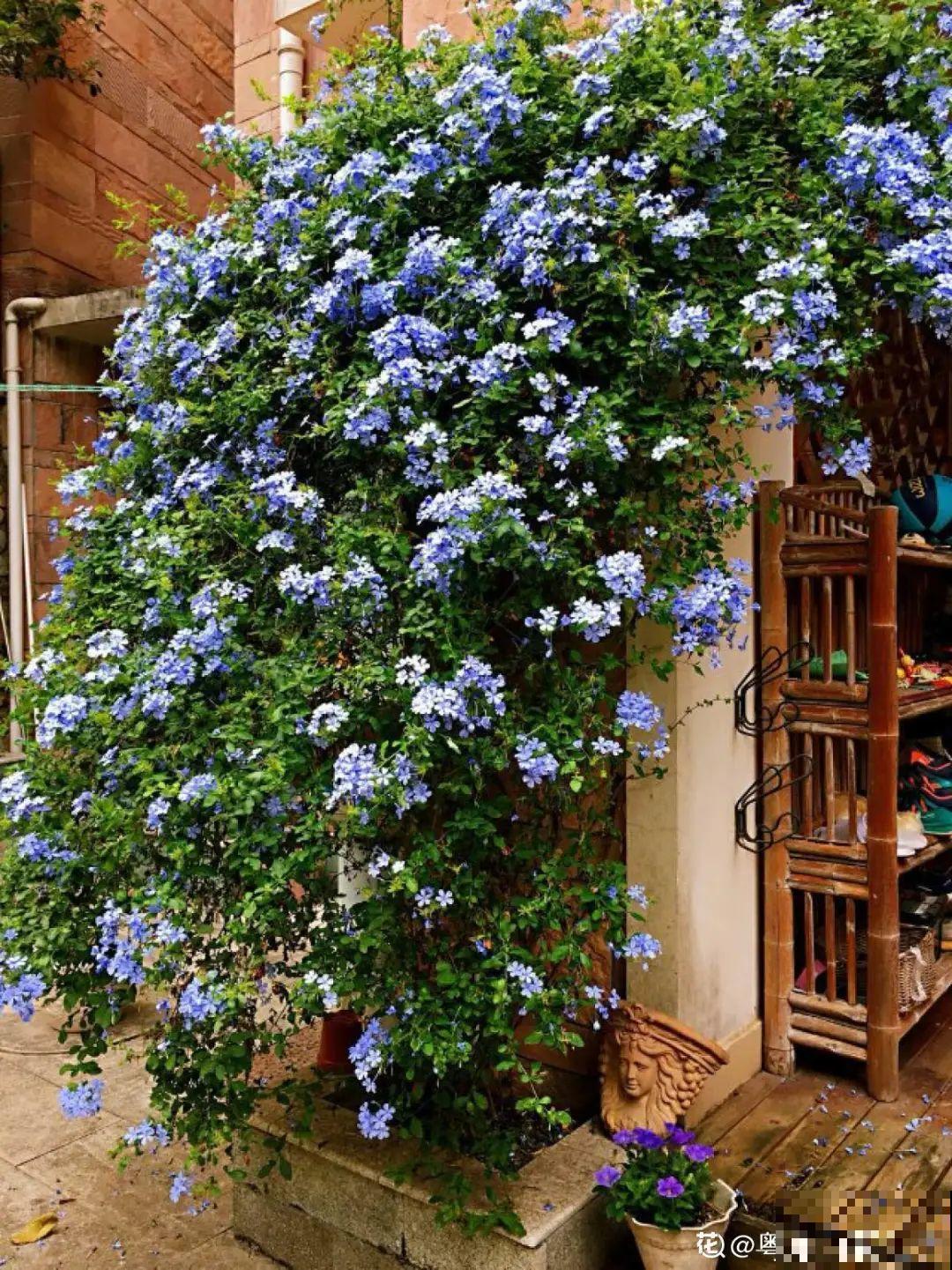 3种花气质独特,种院子里特高级,一开花气质十足 3种花气质独特,种院子里特高级,一开花气质十足