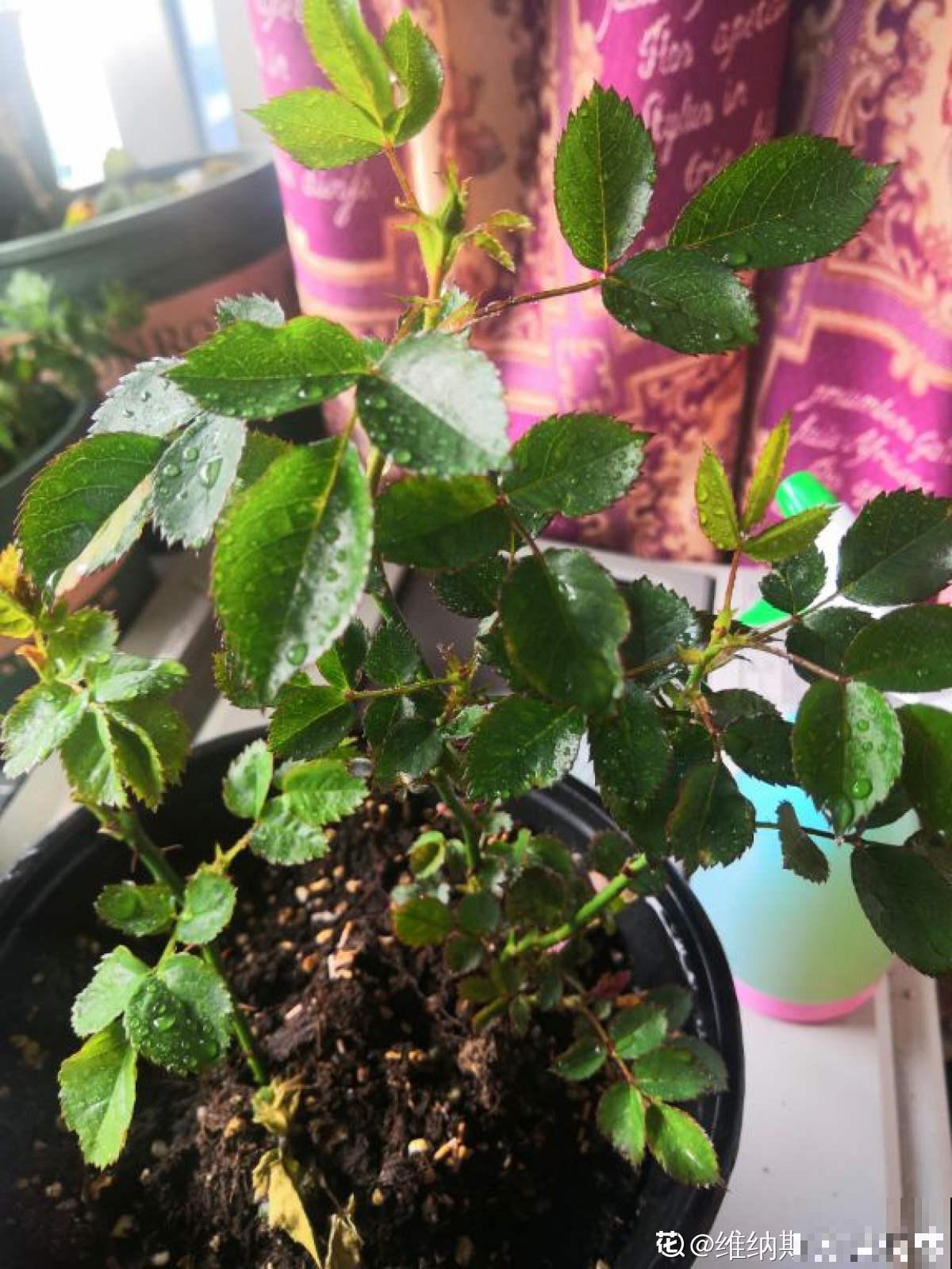 夏天浇水要注意，千万不能浇“半截水”，不然植物都浇死了