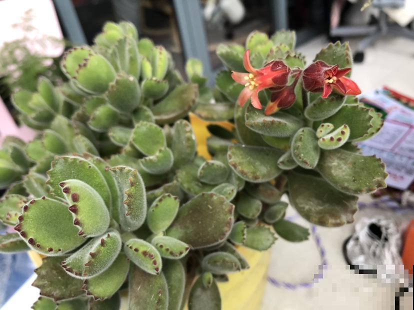 春天的风太大，叶子上灰尘厚厚一层， 得赶紧清洁