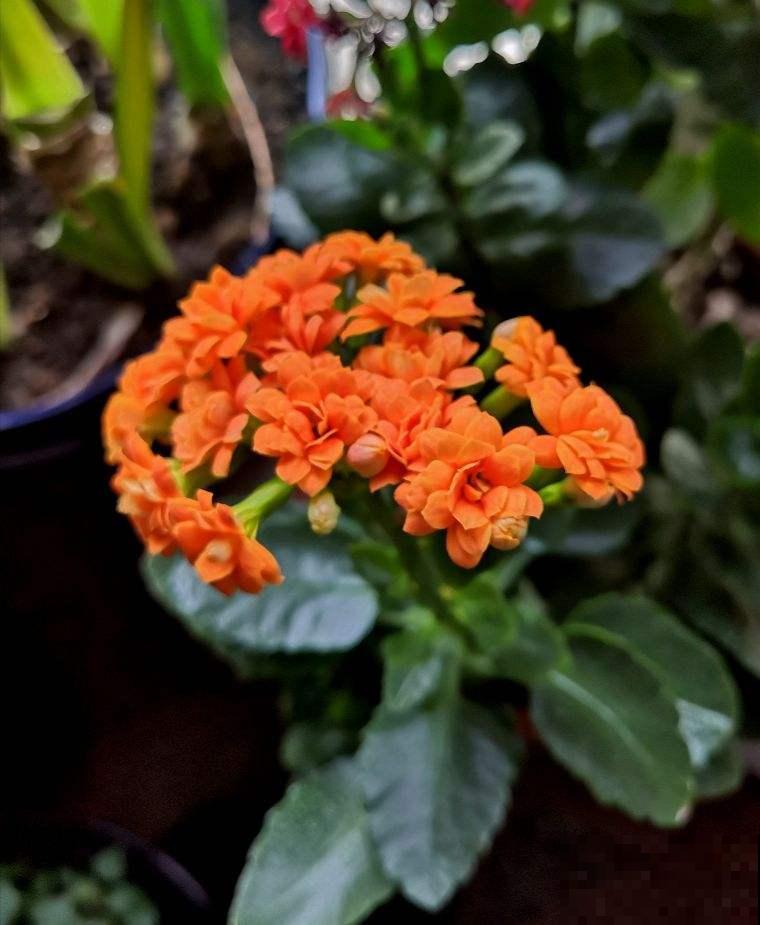 从古至今，关于养花人的称呼真不少，你喜欢哪个?