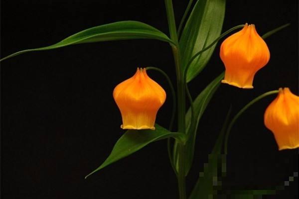 宫灯百合的花语,令人过目不忘, 开花淡雅颜值颇高 宫灯百合的花语,令人过目不忘, 开花淡雅颜值颇高