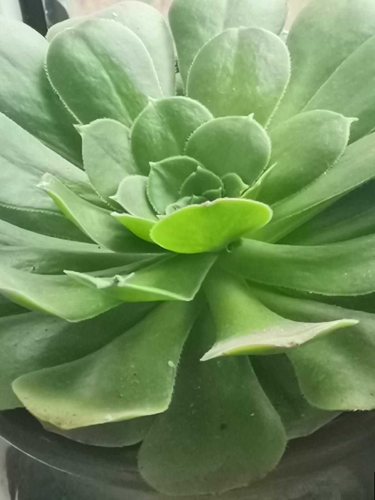 多肉长不动？一刀砍去头，轻松长爆盆！