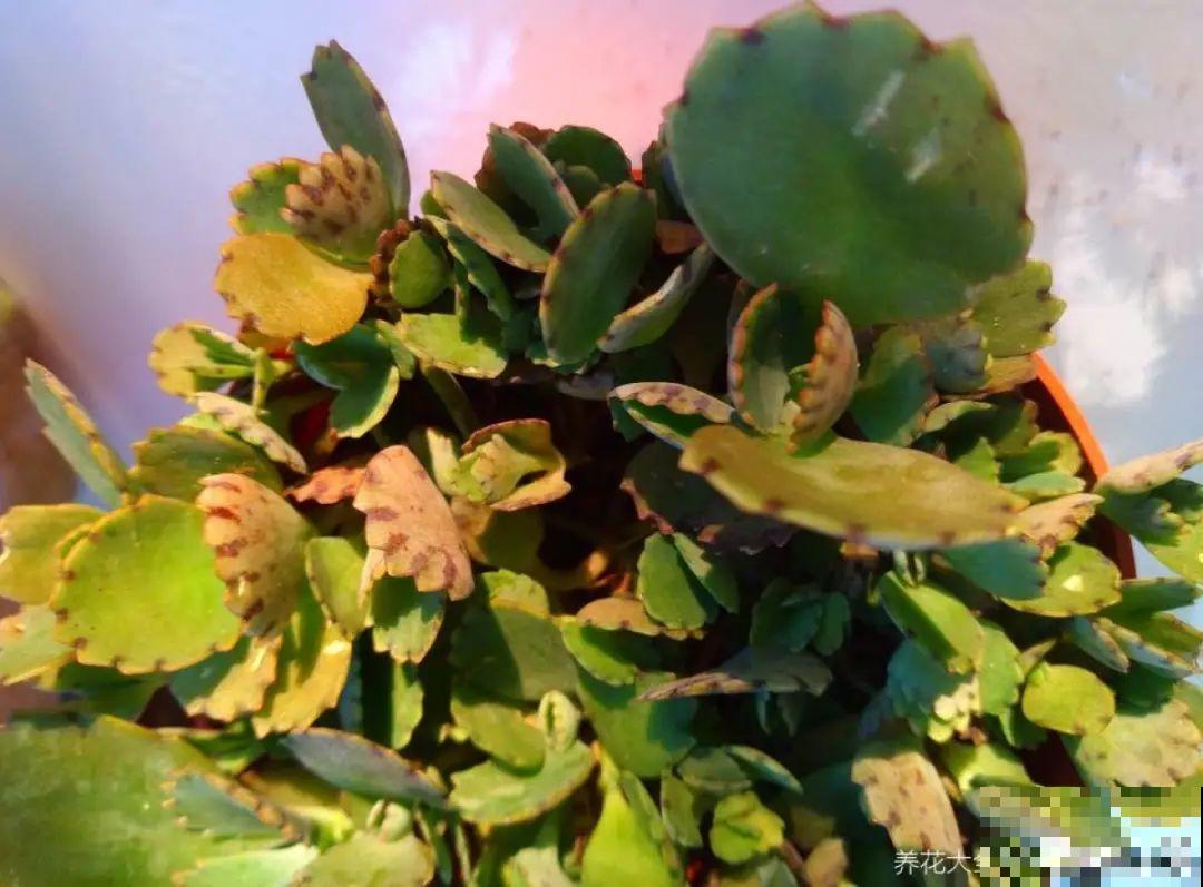 多肉开花不常见，但是颜值还挺高，你会不会剪掉？