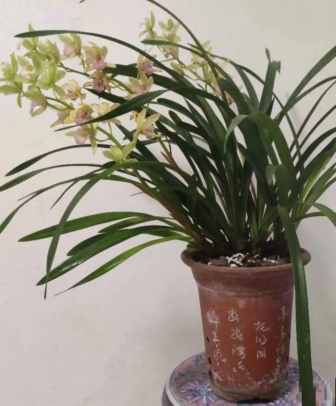 夏天怕晒的花,赶紧搬到阴凉地儿,再晒成枯杆了 夏天怕晒的花,赶紧搬到阴凉地儿,再晒成枯杆了