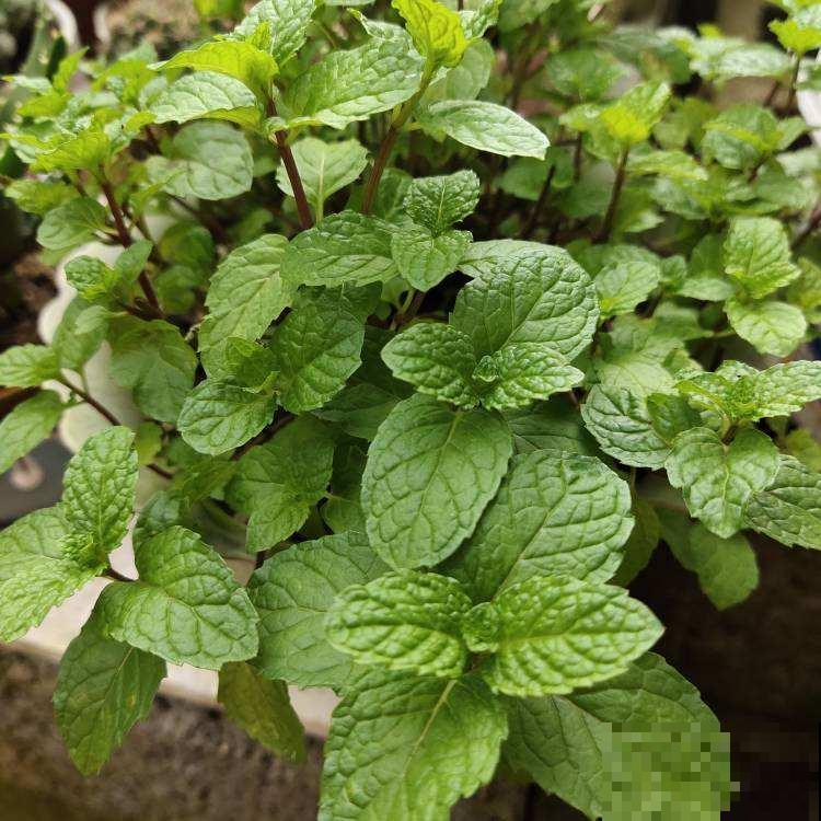 4种香草植物，香味十足，闻一闻神清气爽