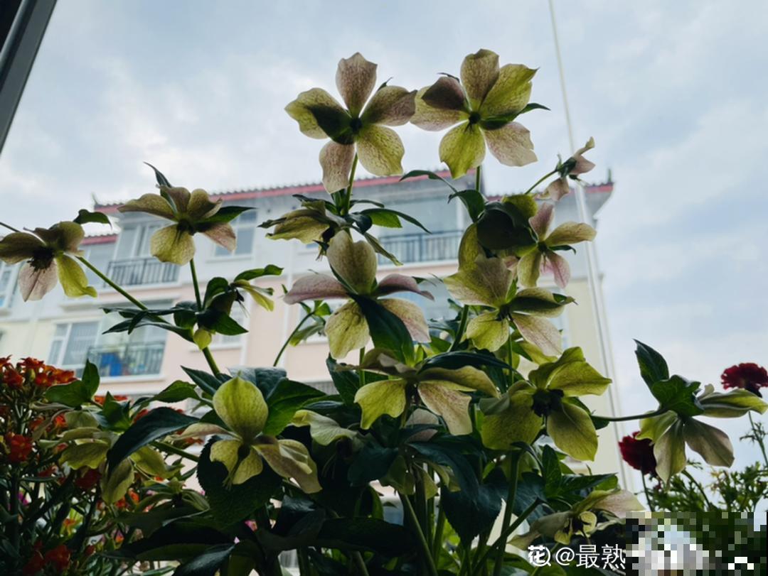 阳台虽小，种点花草，也能变成小花园