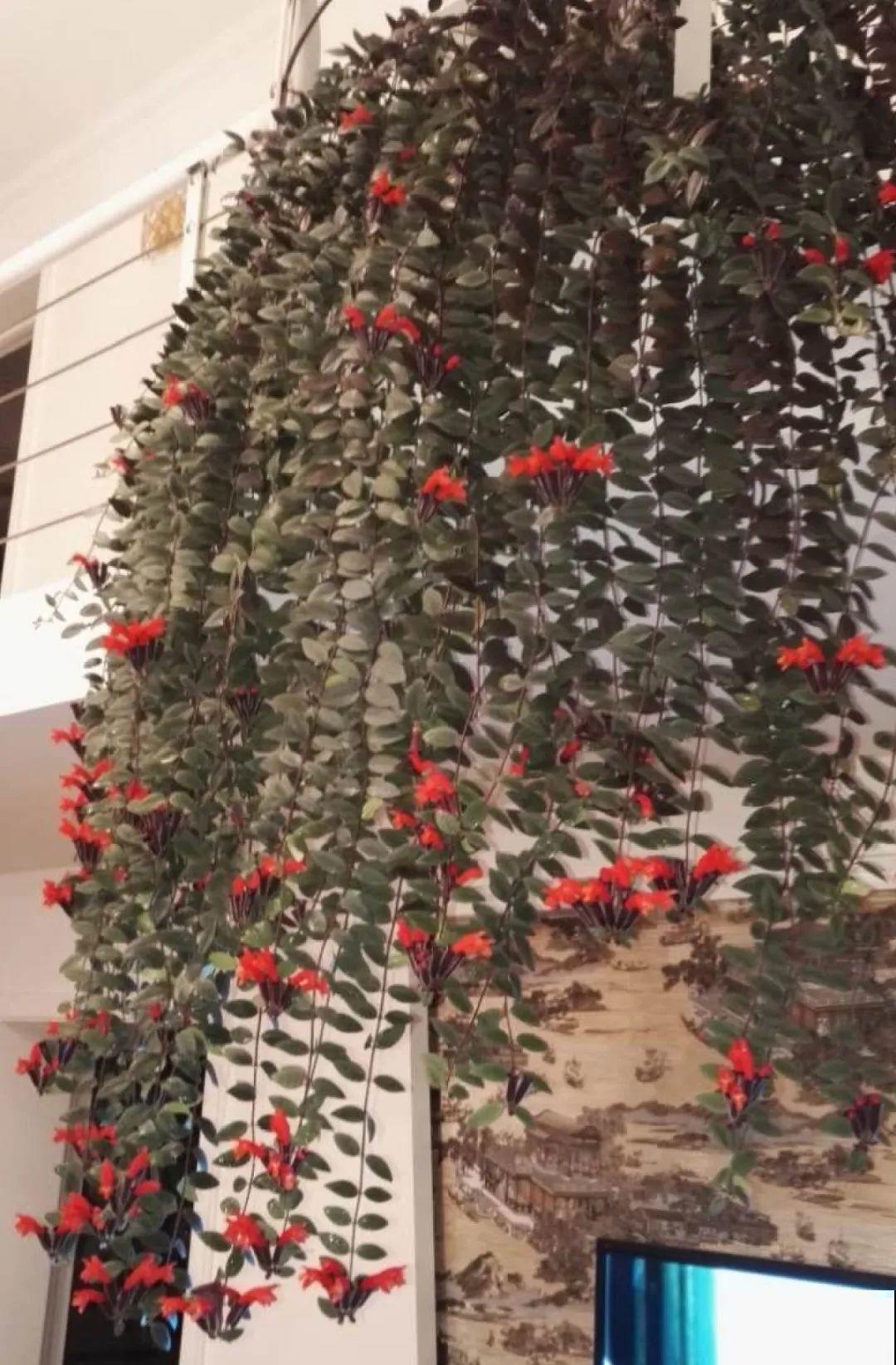 室内小窗台,养点小众盆栽,气质瞬间不一样 室内小窗台,养点小众盆栽,气质瞬间不一样