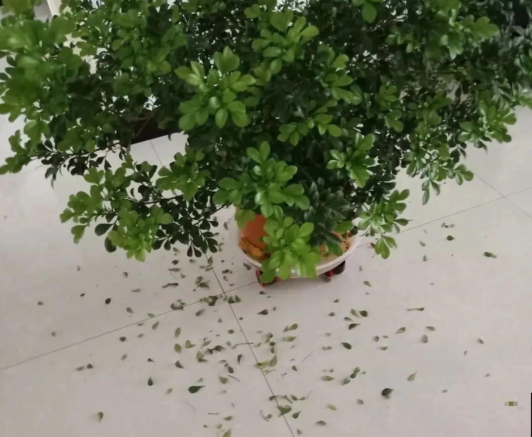 公认的难养花，买一盆死一盆，原来是被动了手脚…