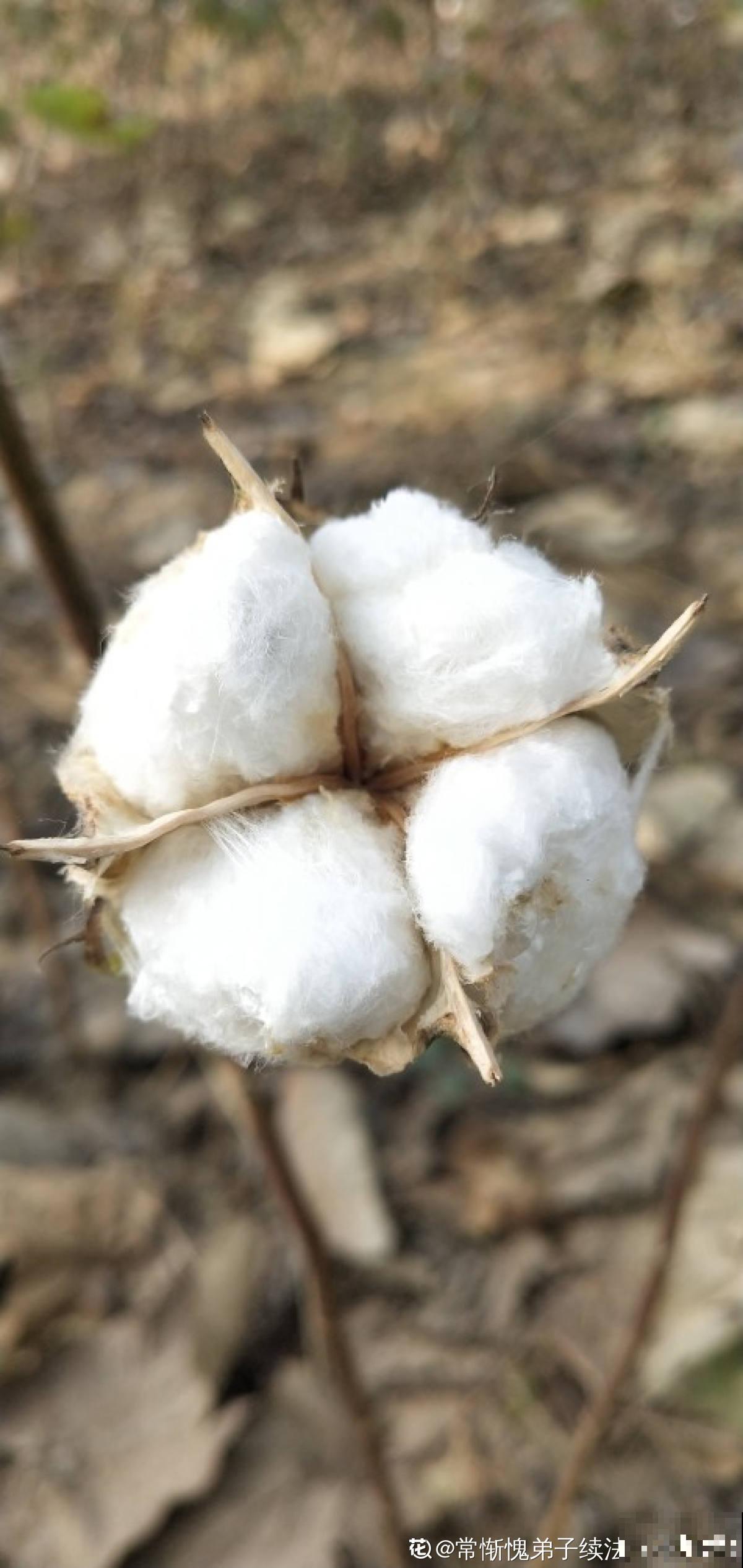 咱们的棉花可是顶尖，这么重要的植物，快来认识一下