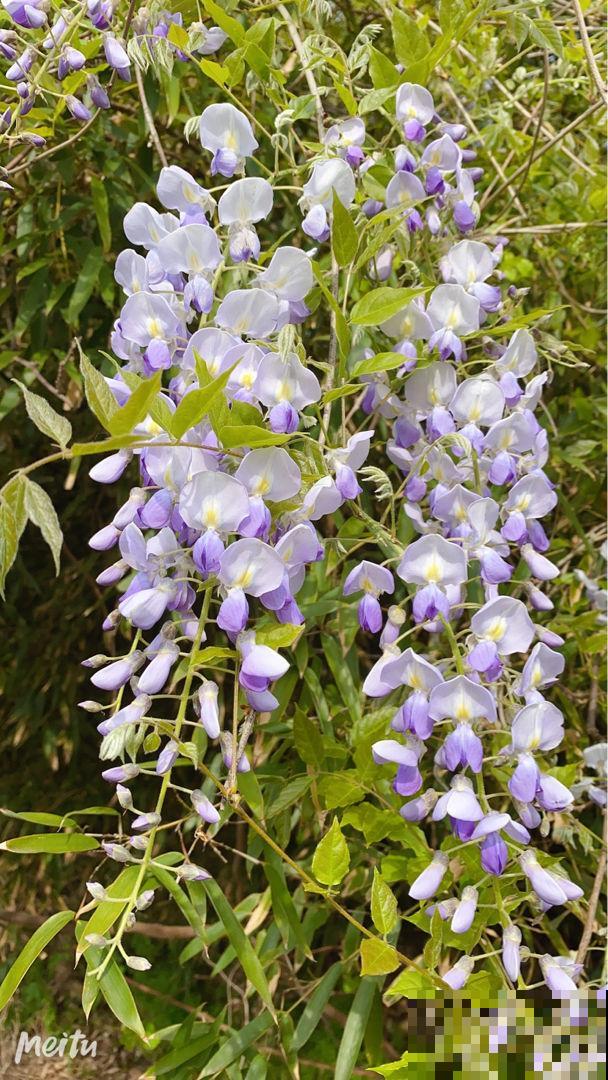 耐盐碱的紫藤花，春天开花又多又香，还有满满的回忆