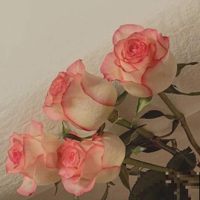 玫瑰原来是月季,养了这么久,还不知道名! 玫瑰原来是月季,养了这么久,还不知道名!