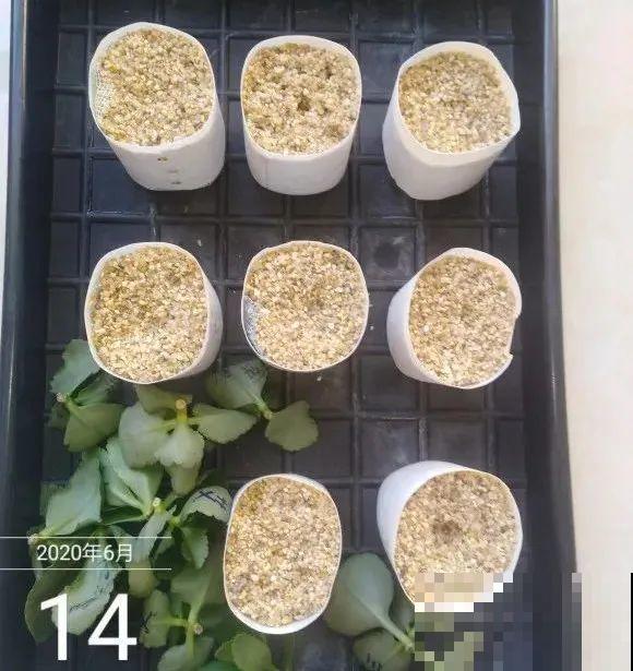 难度夏的8种花，赶紧扦插备份，再晚只剩盆了