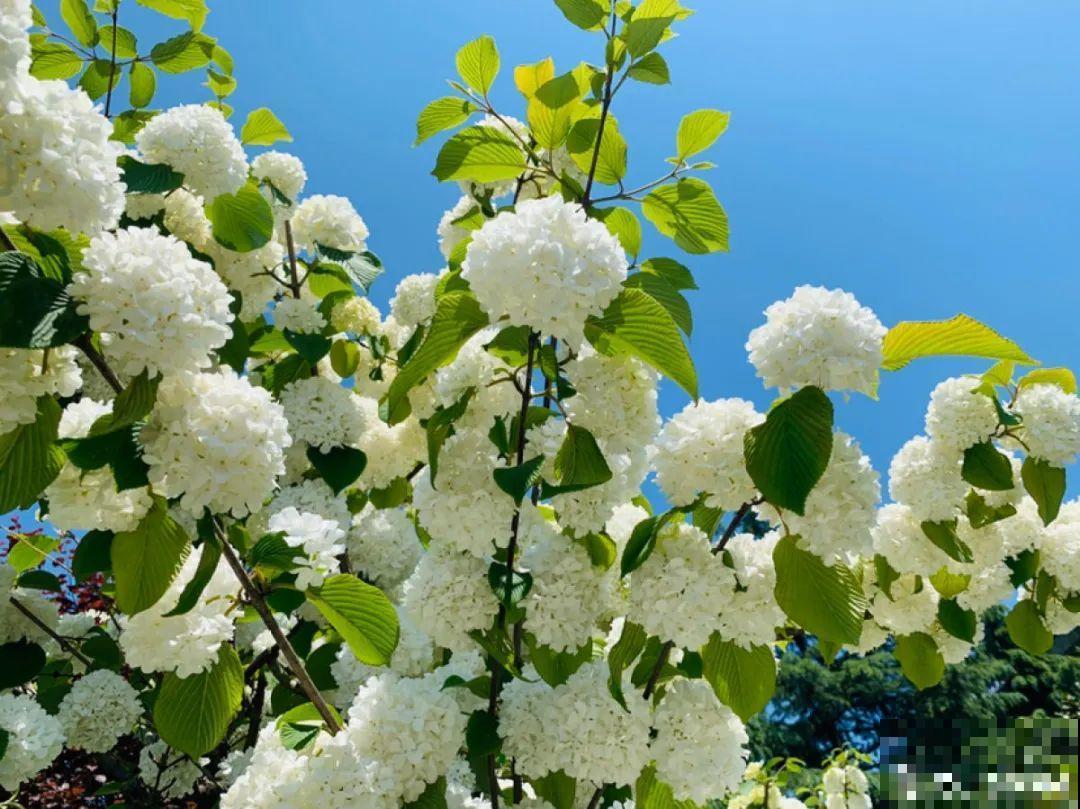 5月出门,收下这份百花图谱,啥花都能叫上名! 5月出门,收下这份百花图谱,啥花都能叫上名!