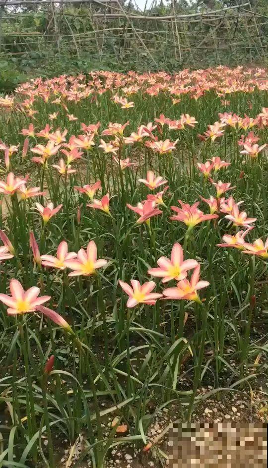 垃圾桶边捡的种球,回家种地里,淋雨开花一大片 垃圾桶边捡的种球,回家种地里,淋雨开花一大片