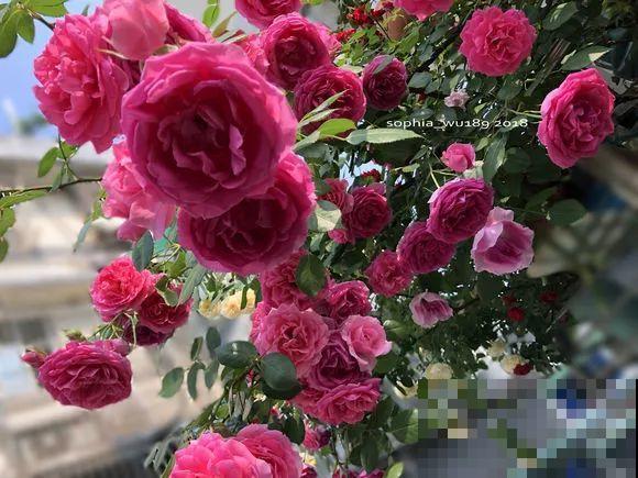 阳台虽小，种点花草，也能变成小花园