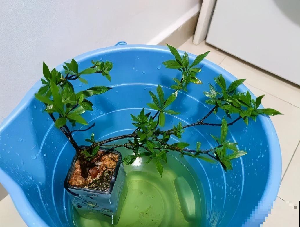 新买的绣球别猛晒，养在阴凉通风处最好，不然叶子全晒焦了