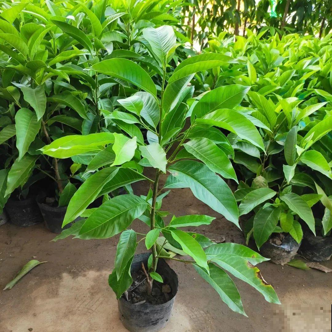 1棵白兰花， 满屋都是香味，真是活香水