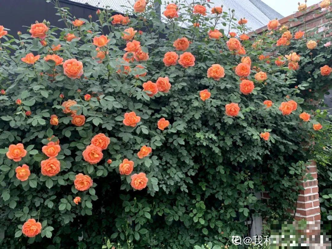 屋里种一棵爬藤花，夏天开花超旺，越热开花越多