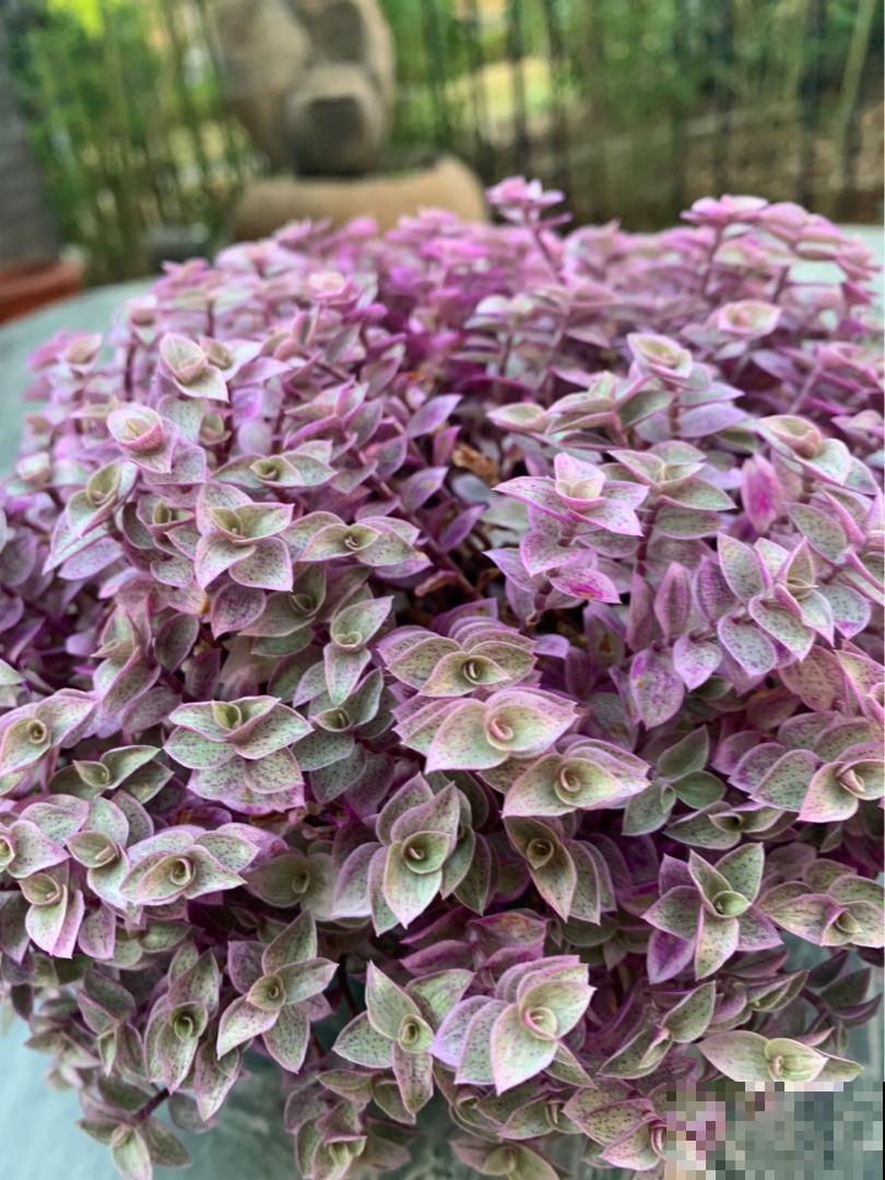 新手买花容易进的“坑”，4种类型的花别买，难养活