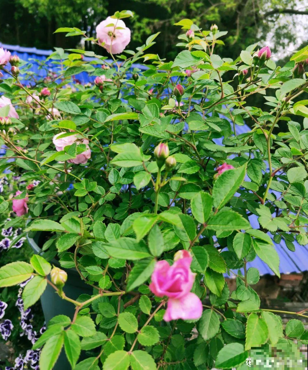 8种花赶紧剃头，剃得越狠，开花越多